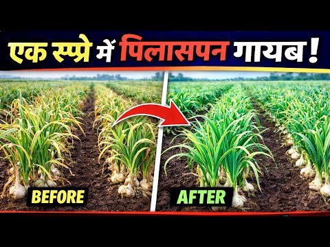 लहसुन में जलेबी रोग लहसुन में Thrips, पीलापन और जलेबी रोग का रामबाण इलाज | एक स्प्रे में फसल हरी-भरी