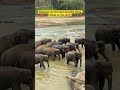 Elephants #elephant #love #wildlife #lovestatus #travel #travelvlog #life #lifeonearth #live