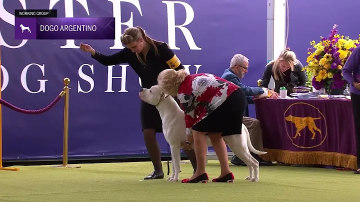 Dogo Argentinos | Breed Judging 2024