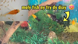Molly fish ny bhtt sary fry dy diay or parrot fish ny eggs lay krdiay  #fish #fishing #fishfry