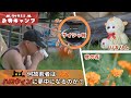 【40歳・50歳からのマインドフルネス的ステキな生き方】なぜ若者はハロウィンに夢中になるのか