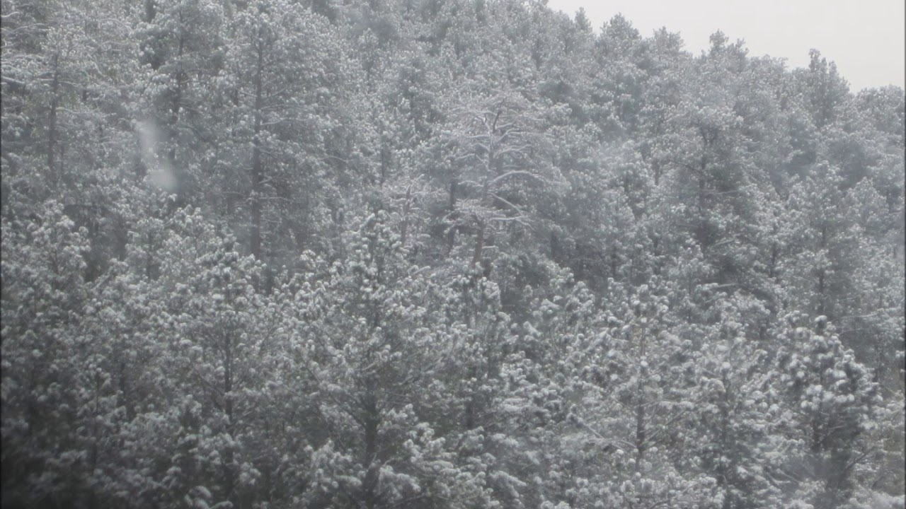 Sheep Among Wolves - The First Noel