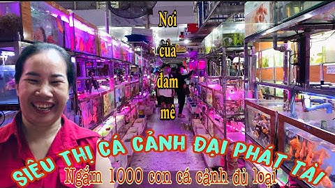 Ngắm 1000 con Cá Cảnh đủ loại tại Siêu Thị Cá to nhất Sài Gòn