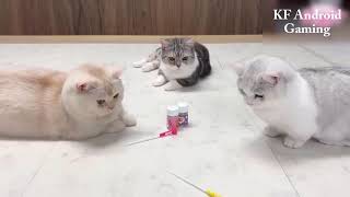 Cat Playing with Bubble - Funny Cat Videos- Funny Animals screenshot 4