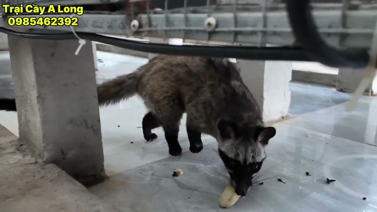 bỏ một tỷ ra nuôi cầy hương thì có gỡ lại được gốc không 