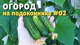 Огород на подоконнике на балконе ч.2 Собираю урожай 4 июня 2022