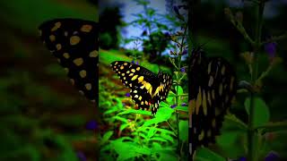 BUTTERFLY??? | #nature #butterfly #naturelover #edit #naturevideo #trending