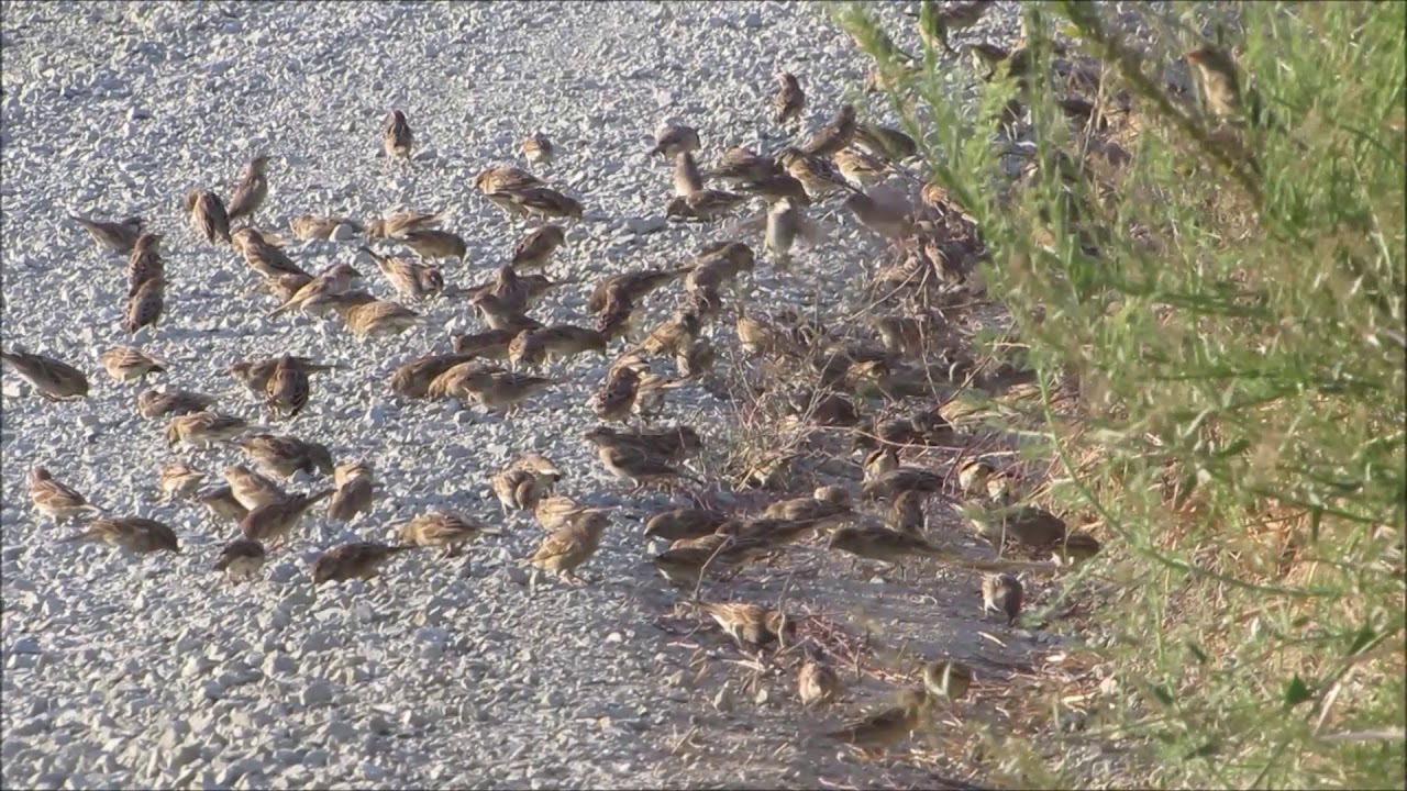Spanish Sparrow (Passer hispaniolensis) Χωραφοσπουργίτης - 2/9/2019