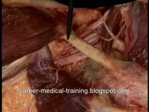 Human Body Anatomy-Inside The Body - YouTube