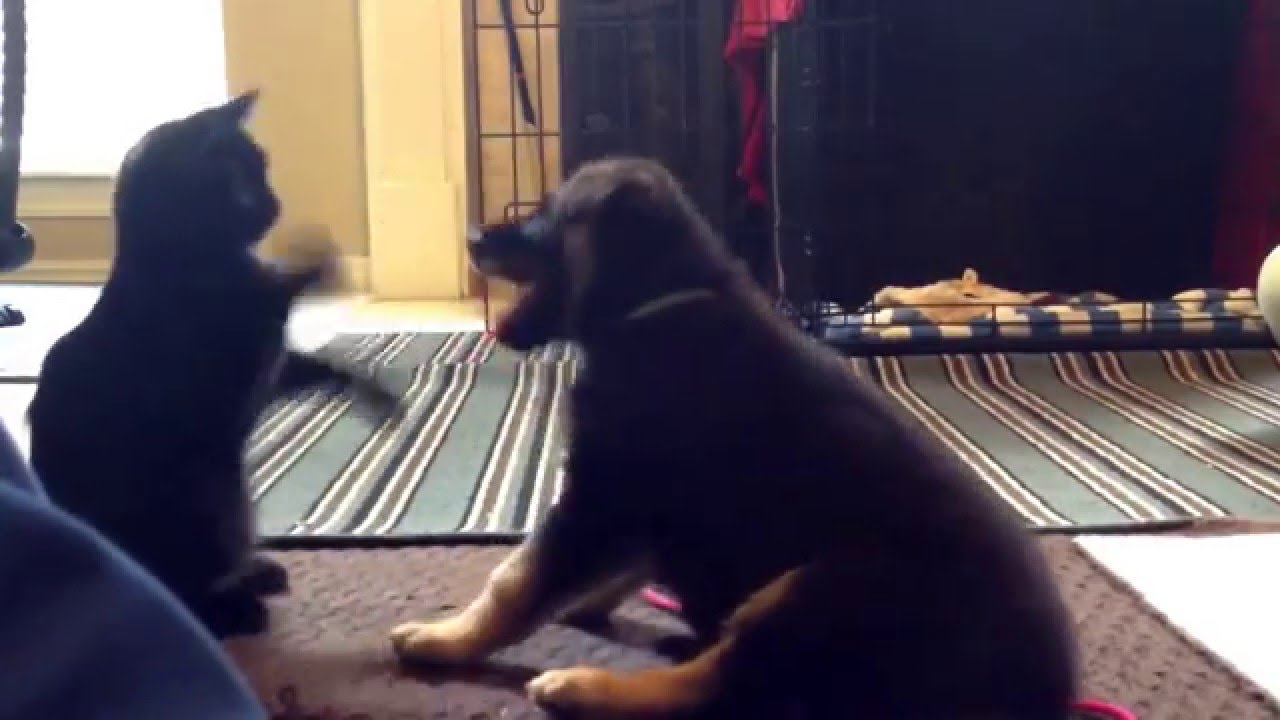 German Shepherd Puppy Odin vs Manx Kitten