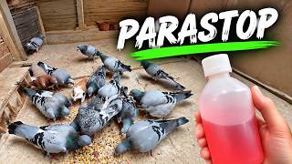 Don't Ignore Paratyphoid! Treating My Racing Pigeons with Parastop