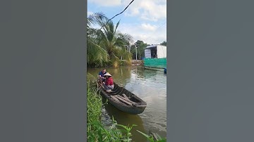 Đi câu cá bên cồn dân dã miền tây #anhducbonsai #bonsai #shortvideo #shorts #caycanh