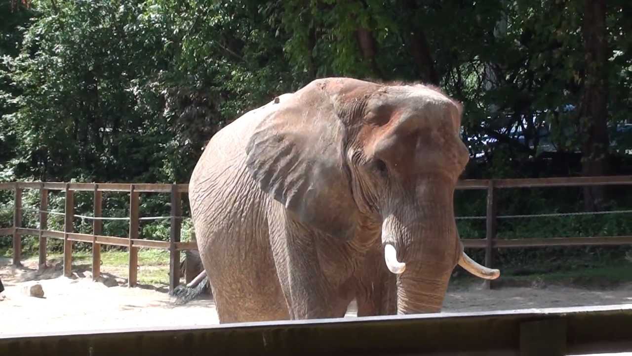 Baltimore Zoo Elephant - YouTube