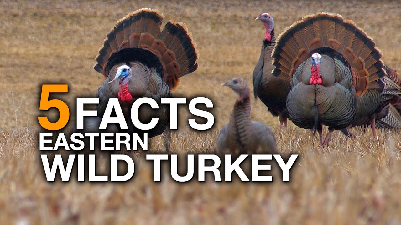 Do Wild Turkeys Eat Corn The 19 Top Answers