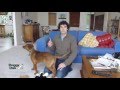 How To Train Your Dog Not To Bark - Stop Dog Barking How To Train Your Dog Not To Bark - Stop Dog Barking