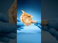 Why Are Piranha Bites So Dangerous? Mp3 Song