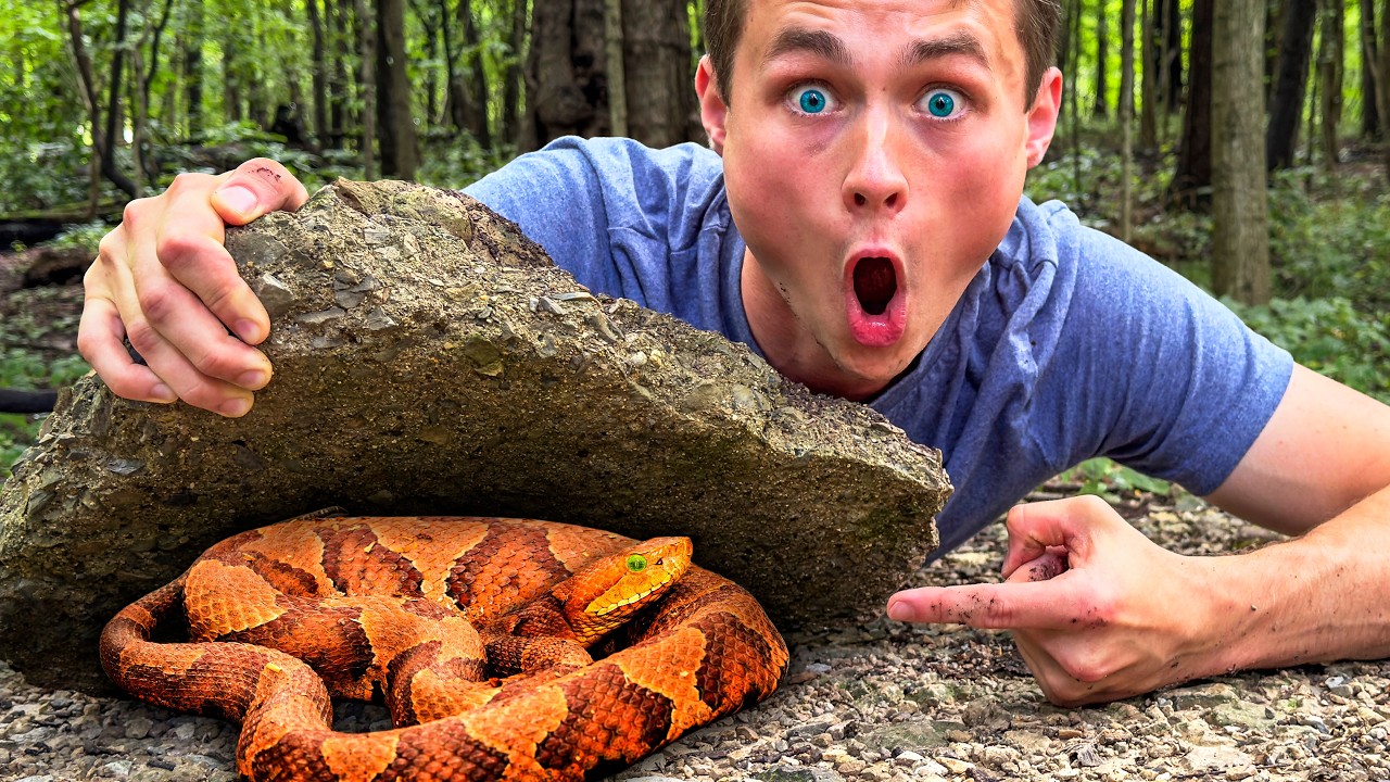 Would You Dare to Explore a Forest Teeming with Venomous Snakes? – Video