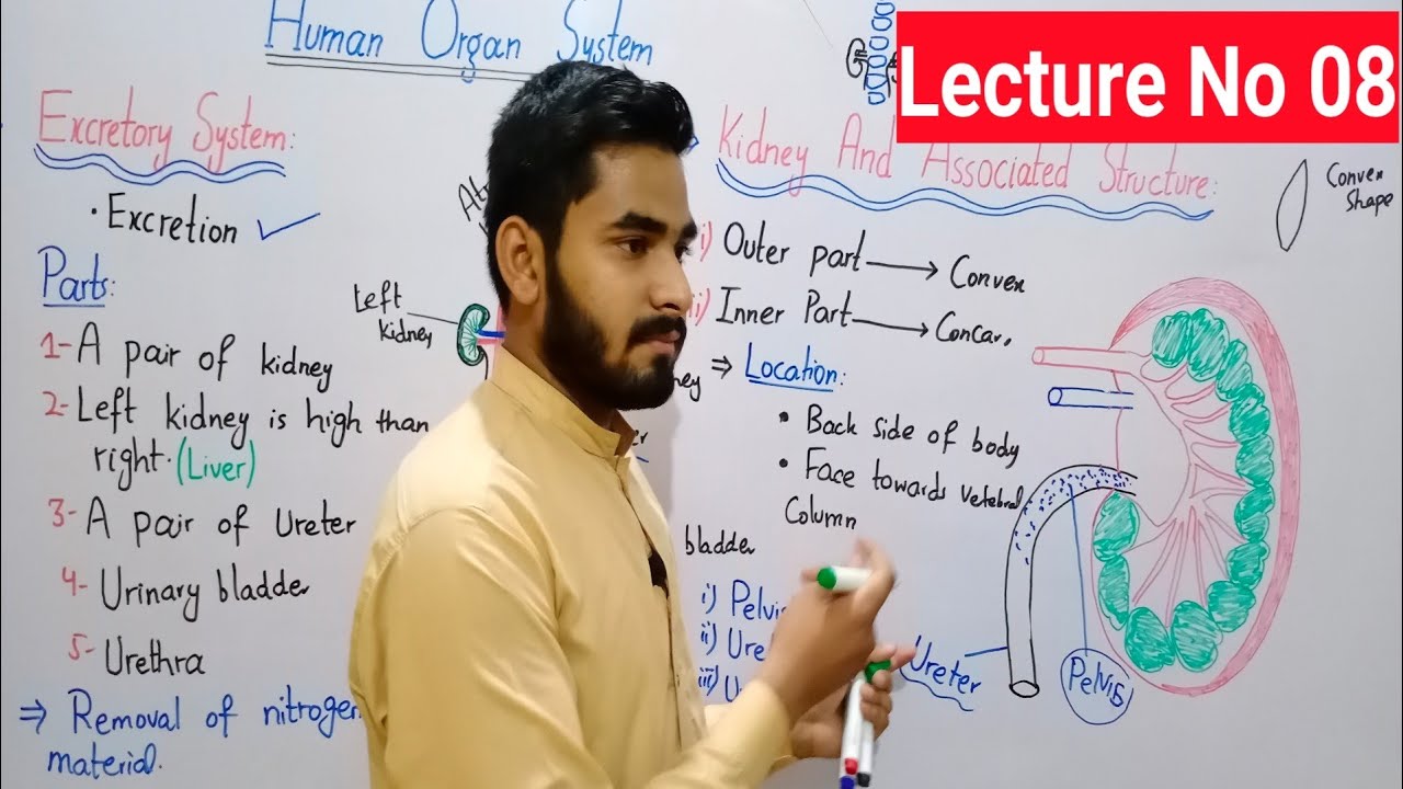 Excretory Structure Class 8 | Kidney And Associated Structure Class 8 In Urdu By Haider.Ali | Lec# 8