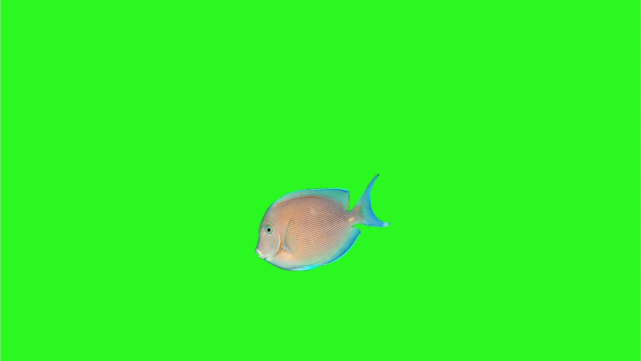 🎏 Fish Green Screen Effect YouTube