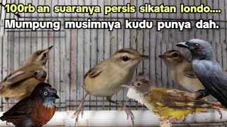 100rb an, suaranya mirip sikatan londo... ❗❗❗ KUDU PUNYA MUMPUNG MUSIM❗❗