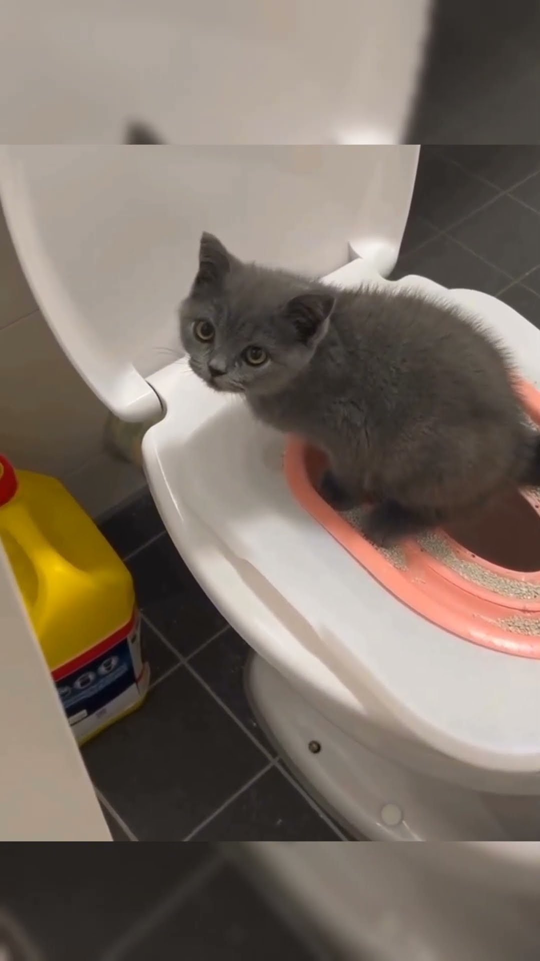 TOP VIDÉO TRÈS MIGNON