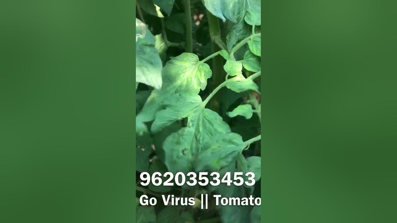 Tomato leaf curl Solution YouTube