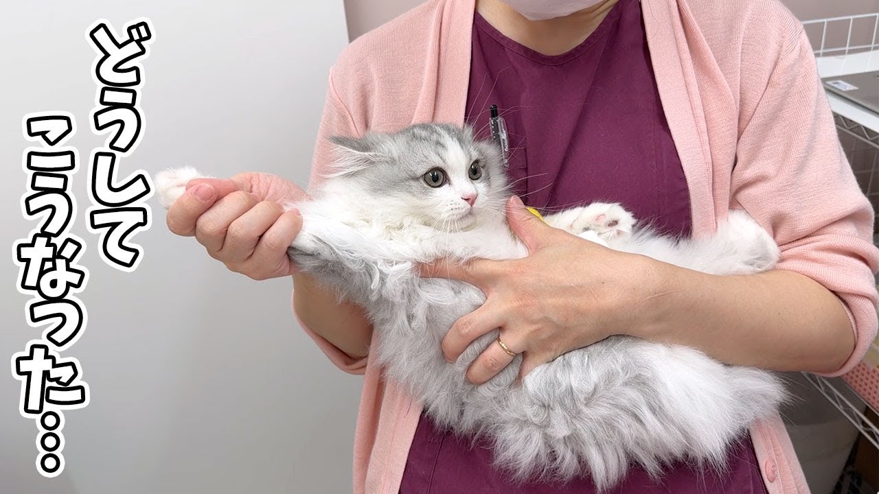 何も知らない子猫を病院に連れて行ったらこうなっちゃいました…汗