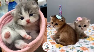 😺😍😘EPS4 OMG Cutest Kittens Videos Compilation 2022 Best Moments Of Cute Kitty Cats -CuteAnimalShare by CuteAnimalShare 12,631 views 2 years ago 11 minutes, 37 seconds