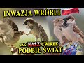 Mały, ale Wariat - Jak Wróbel Podbił Polskę i Świat?