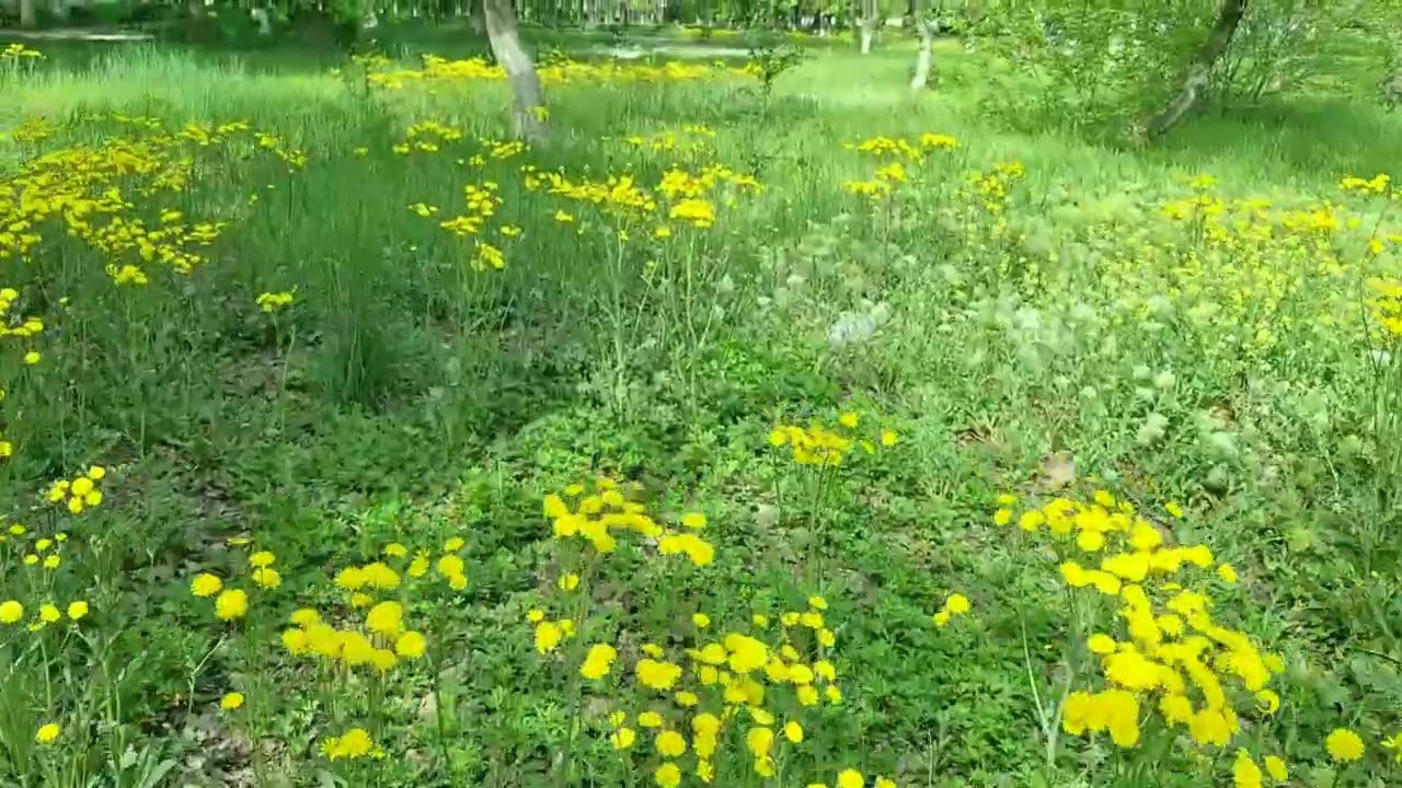 Nəfəəs beynimizin qapısıdır