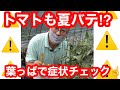 【トマト苗袋栽培】今年は放ったらかし栽培は危険です!!さくちゃんがトマト苗の管理方法を徹底解説!!さくチャンネルVer11【園芸】【初心者】【ガーデニング】【家庭菜園】