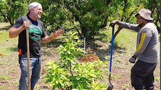 Planting Avocado Trees