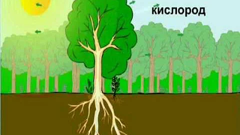 Питание растений