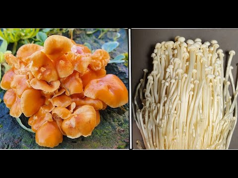 Flammulina velutipes -