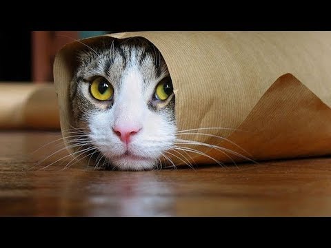 EN KOMİK KEDİLER | Kedi Videoları 2