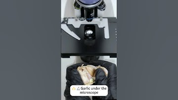 🧄 Garlic under the Microscope 🔬 #microscope #underthemicroscope