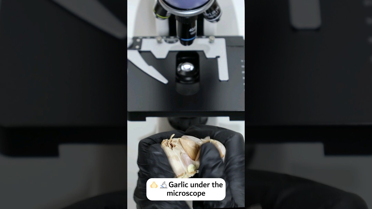 🧄 Garlic under the Microscope 🔬 