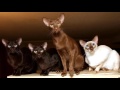 Javanese  cat History, Personality, Health, Care の動画、YouTube動画。
