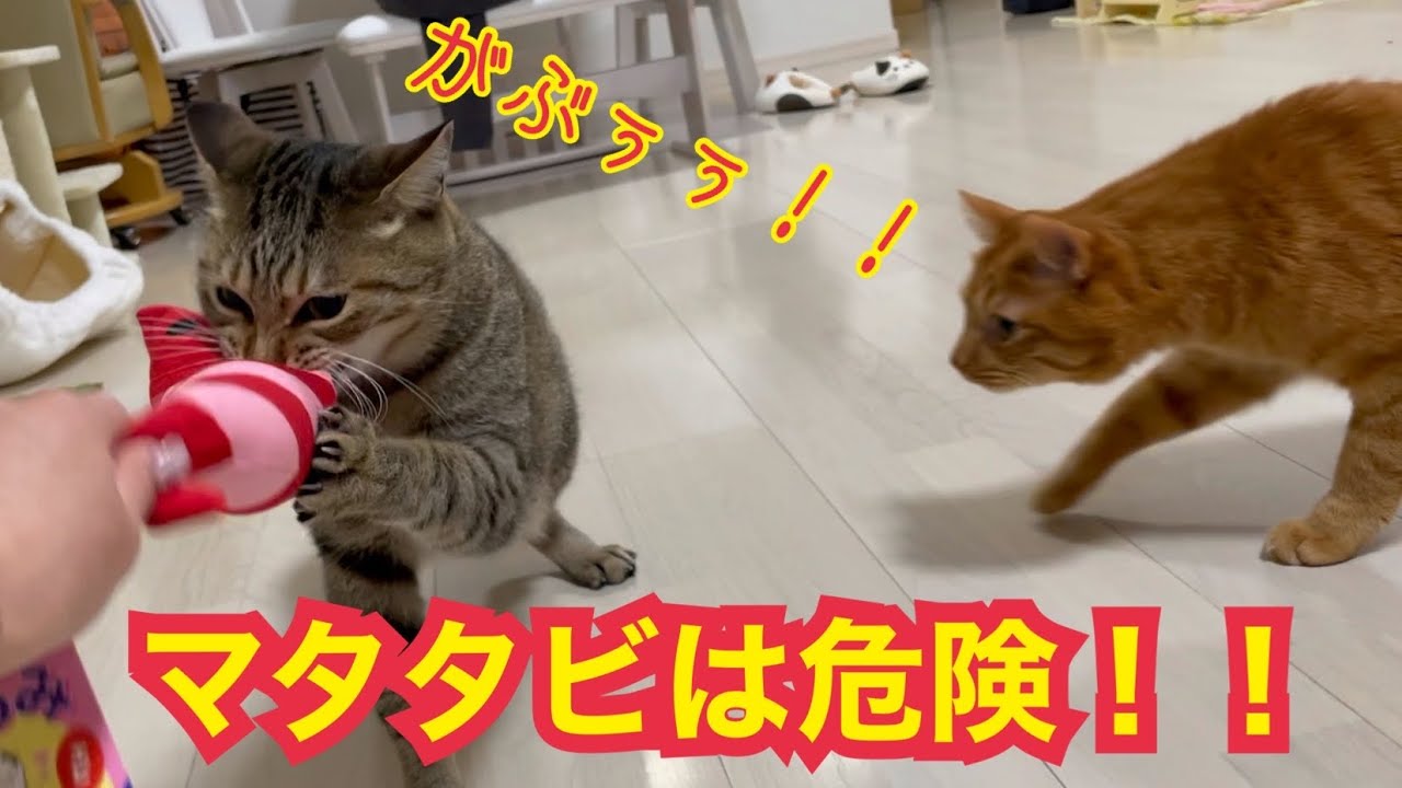 猫にマタタビ入りおもちゃ与えたら凶暴化した Youtube