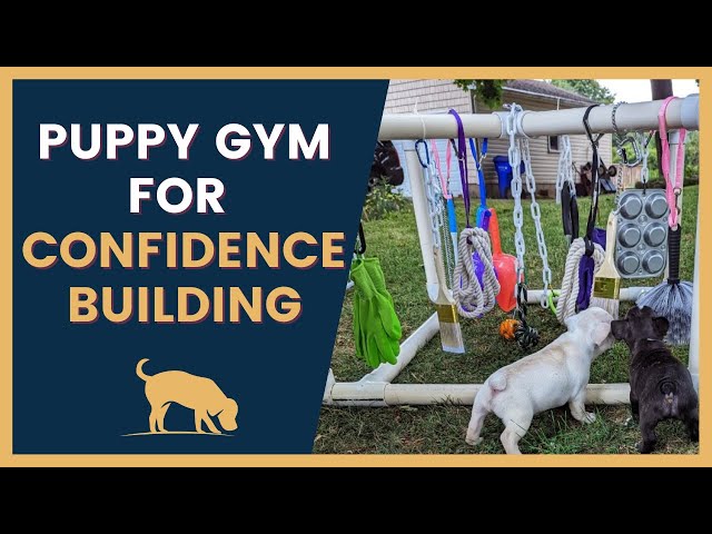 Puppy Play Gym 