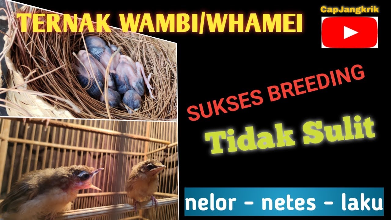 CARA MUDAH SUKSES TERNAK WAMBI / HWAMEI // YUDISTIRA 09 BF SUBANG
