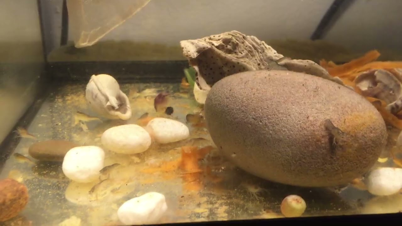 Yabby babies in my aquarium 