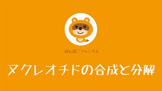 【薬剤師・国家試験対策】ヌクレオチドの合成と分解