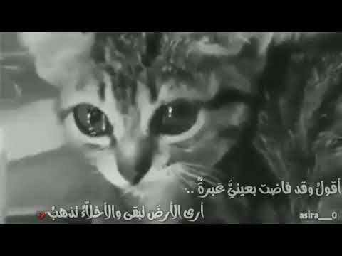 علمتني فرقة الاحباب