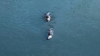 VIDEO: Alligators spotted in North Texas lake
