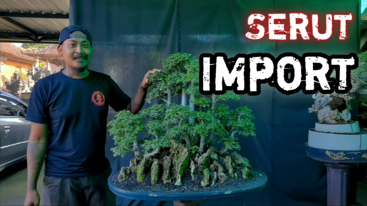 RESTORASI BONSAI SERUT BERGAYA GROUPING 