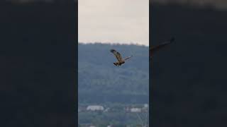 Sony Alpha 7 V #wildlife #photography #video #2026