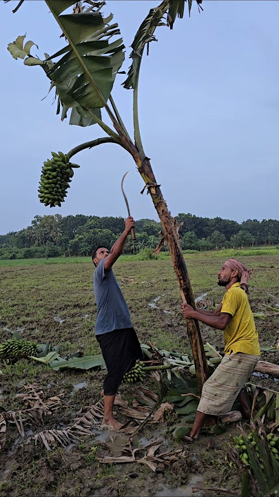 How to harvesting are banana🍌😱#ep-1385 #shorts #viral #banana #shortfeed #shortsviral #farming #fyp