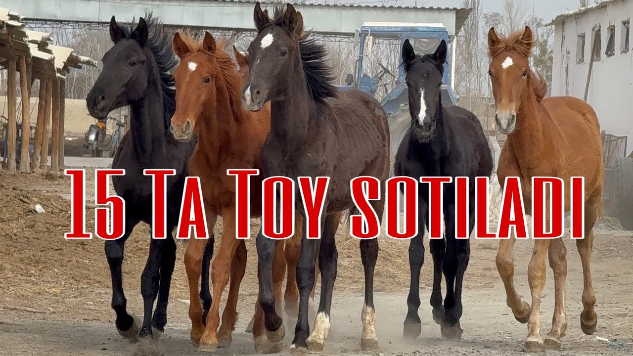 Buxorodan 15 Ta Toy Sotuvga Chiqardik +99891-922-66-55