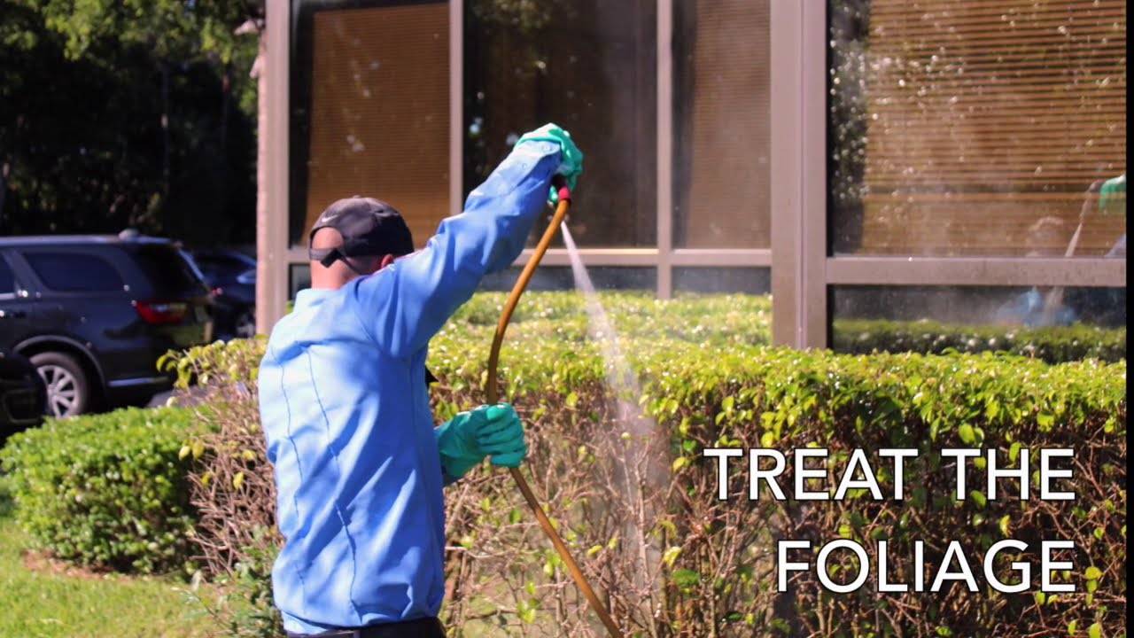 Whitefly Treatment/ Training YouTube